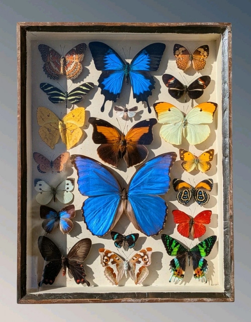 Beautiful Tropical Butterflies Cased Display