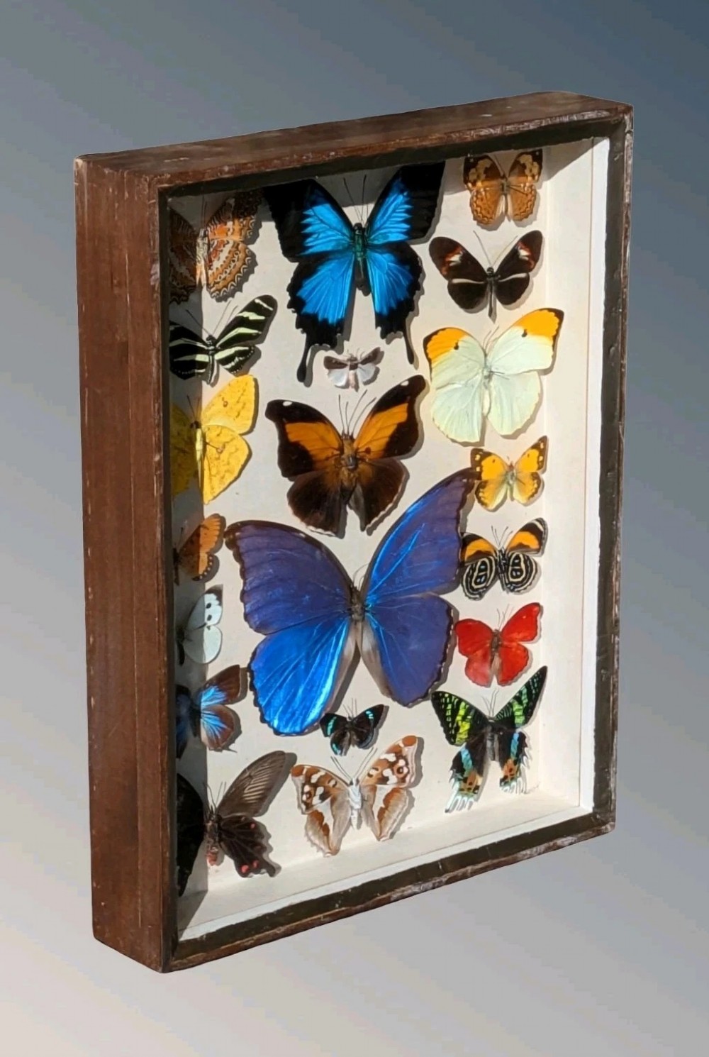 Beautiful Tropical Butterflies Cased Display View II