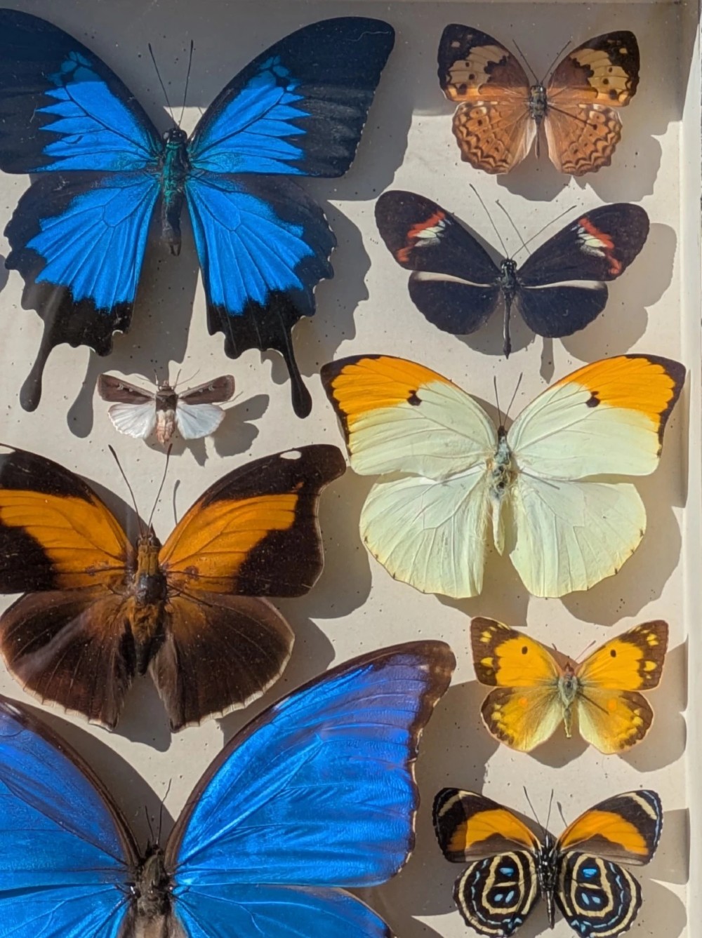 Beautiful Tropical Butterflies Cased Display View III