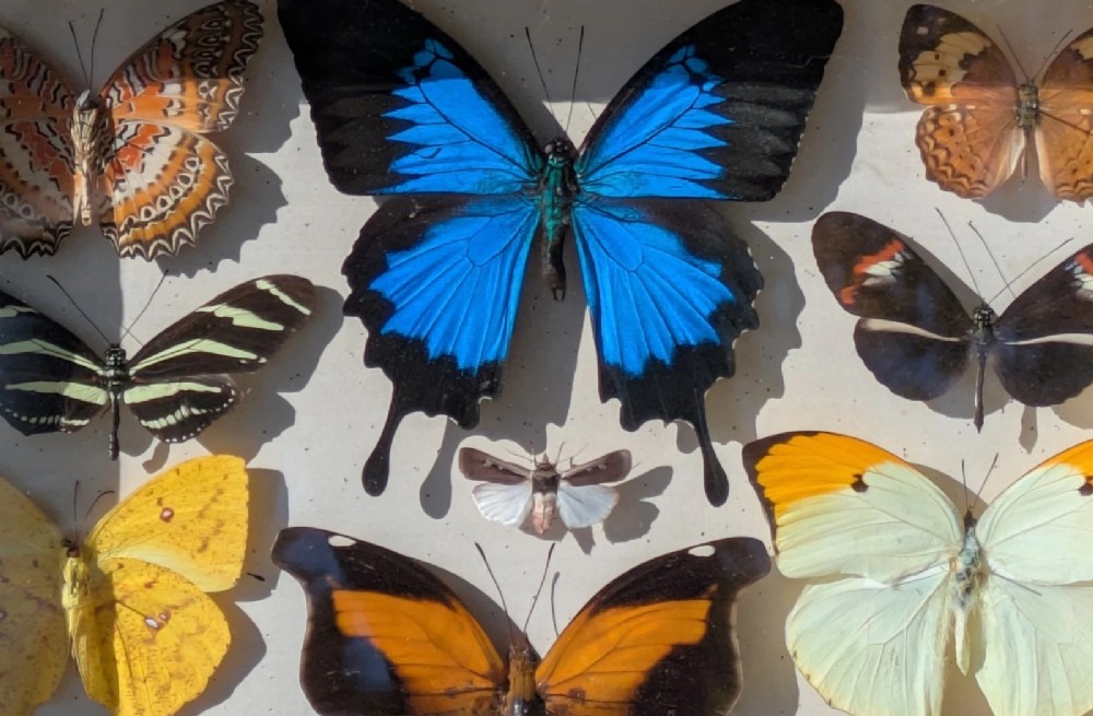 Beautiful Tropical Butterflies Cased Display View V