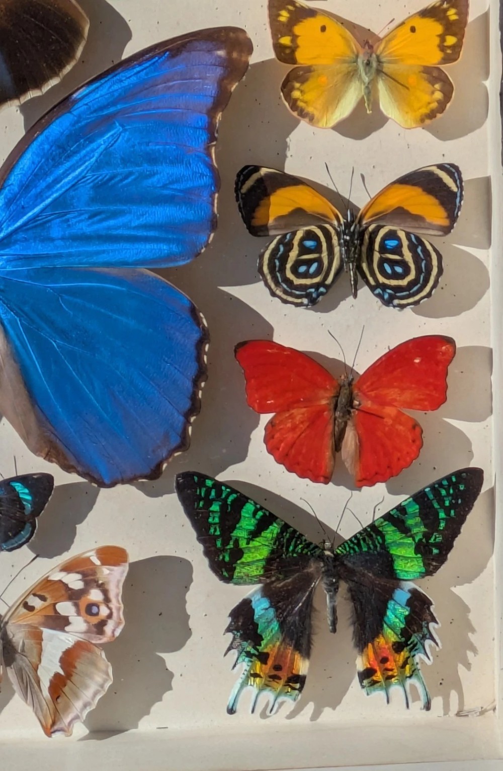 Beautiful Tropical Butterflies Cased Display View VI