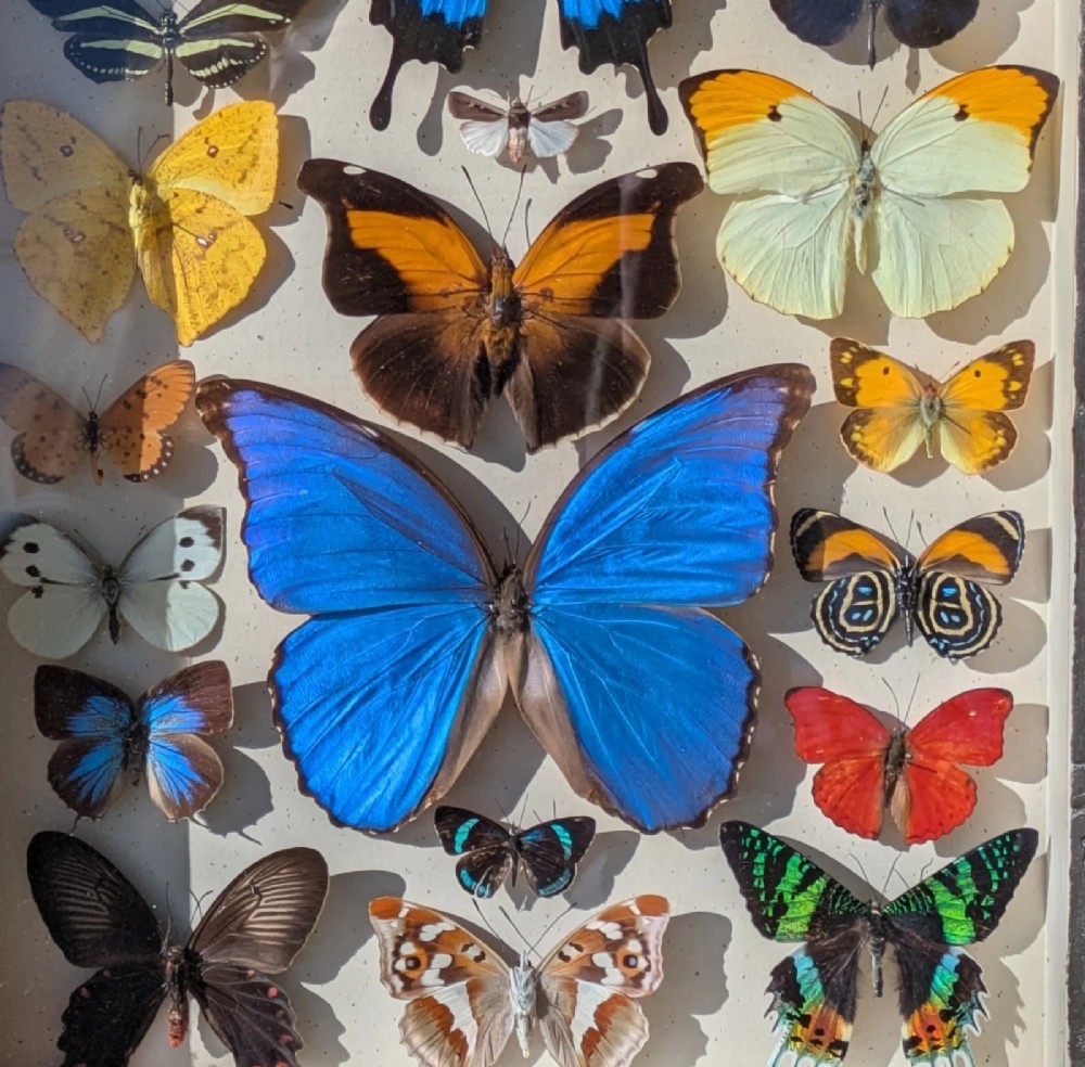 Beautiful Tropical Butterflies Cased Display View VII