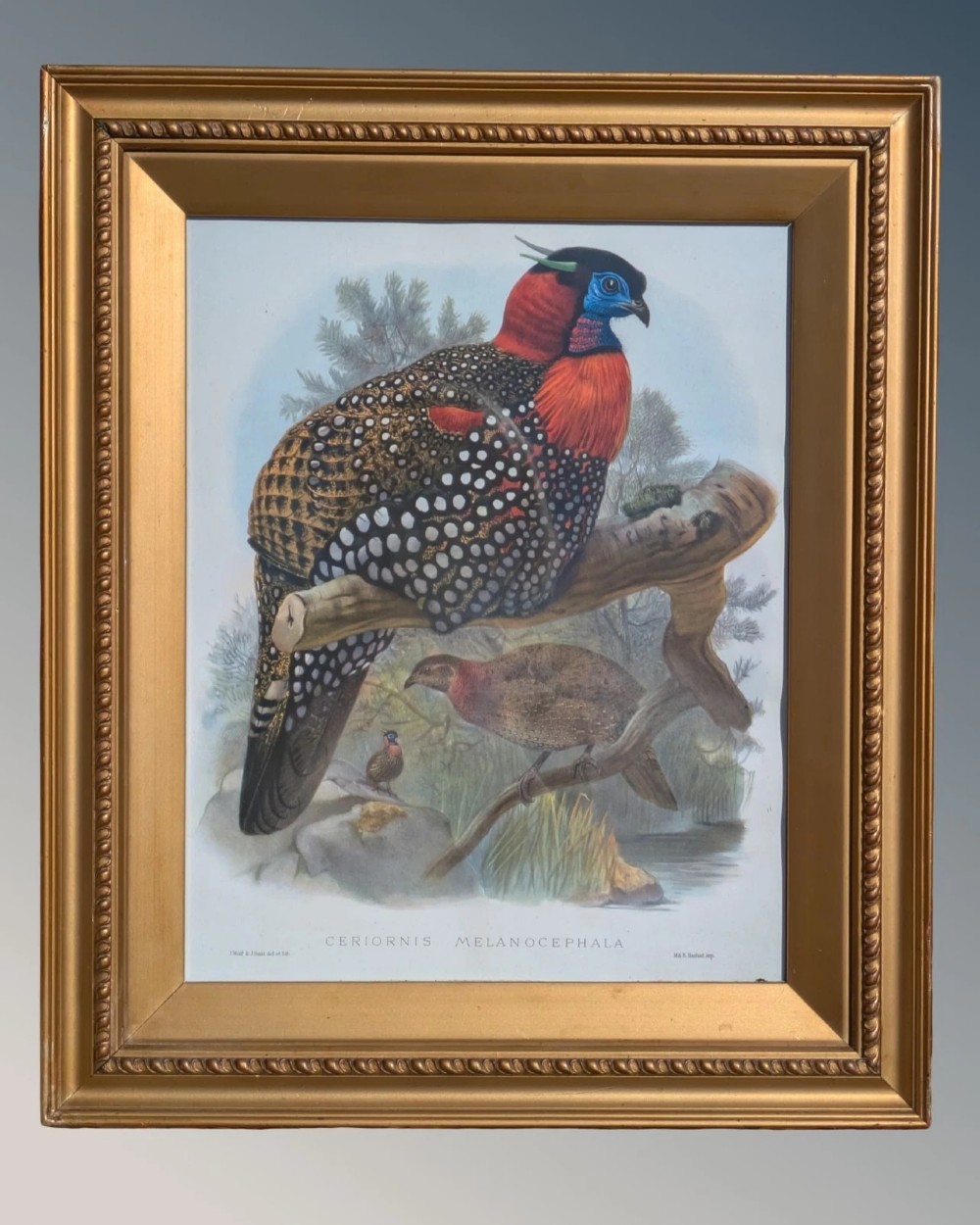 A framed 19th-century coloured lithograph displaying a Western Tragopan bird perched on a branch inside a beaded gilt wooden frame.