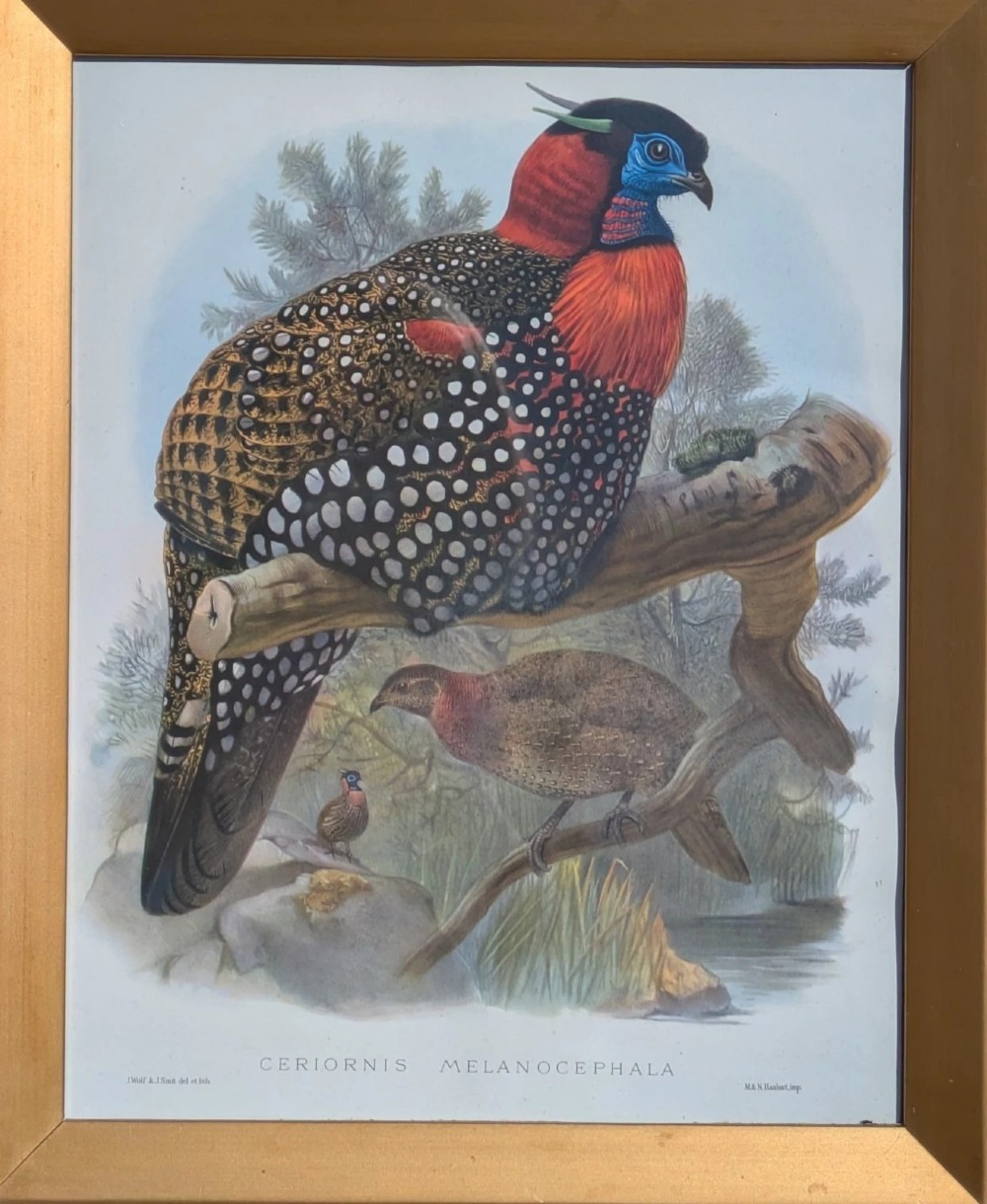 A framed 19th-century coloured lithograph displaying a Western Tragopan bird perched on a branch inside a beaded gilt wooden frame. View III