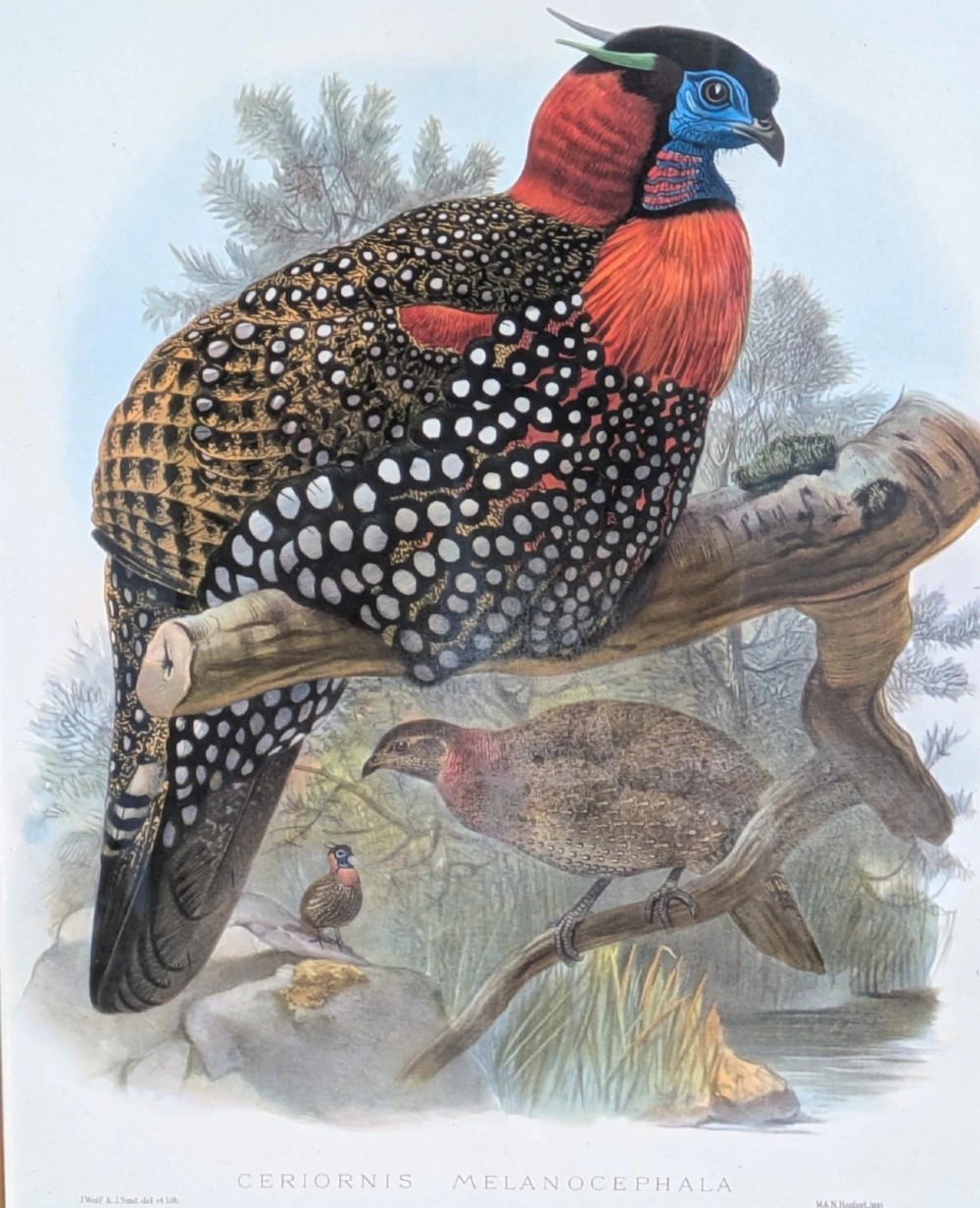 A framed 19th-century coloured lithograph displaying a Western Tragopan bird perched on a branch inside a beaded gilt wooden frame. View V