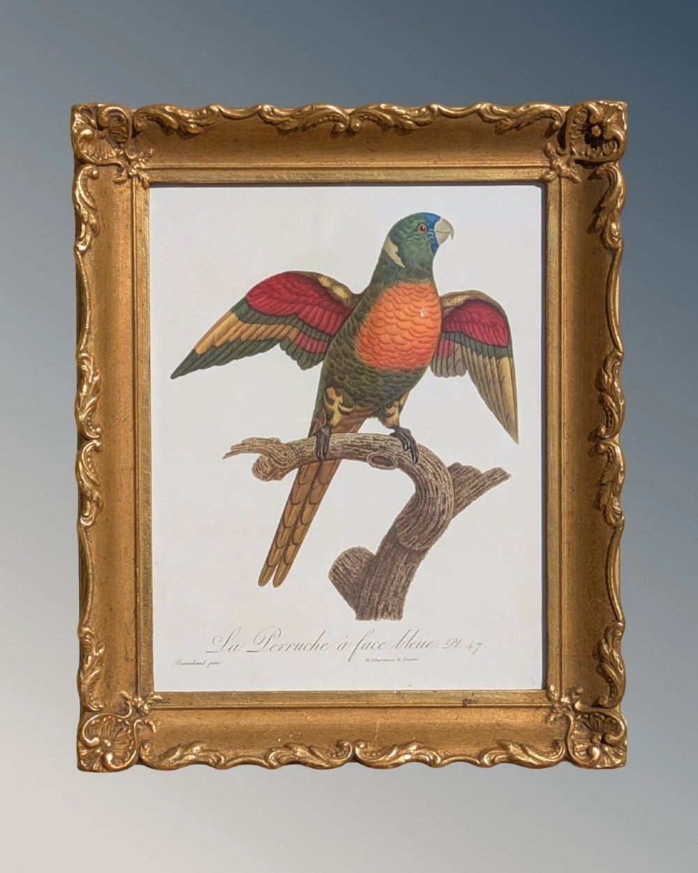 An antique hand-coloured lithograph displaying a colourful blue-faced parrot perched on a branch, framed in an ornate carved gold-gilded frame.