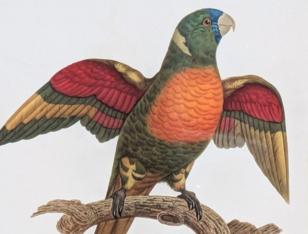 An antique hand-coloured lithograph displaying a colourful blue-faced parrot perched on a branch, framed in an ornate carved gold-gilded frame. View IV