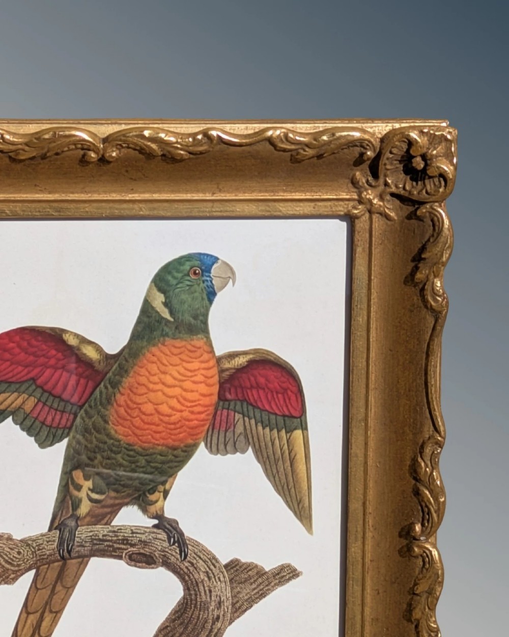 An antique hand-coloured lithograph displaying a colourful blue-faced parrot perched on a branch, framed in an ornate carved gold-gilded frame. View V