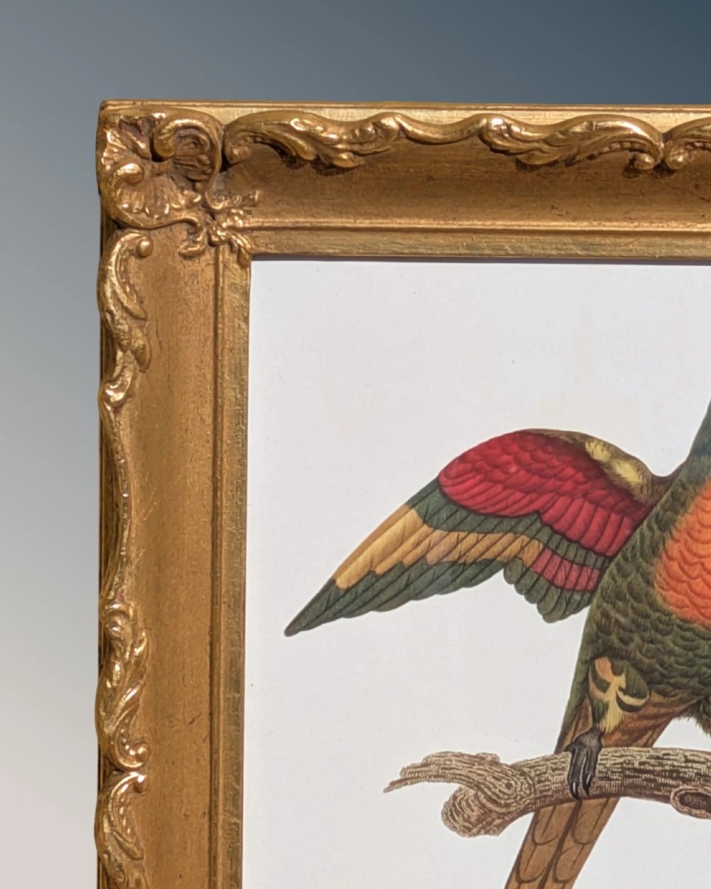 An antique hand-coloured lithograph displaying a colourful blue-faced parrot perched on a branch, framed in an ornate carved gold-gilded frame. View VI