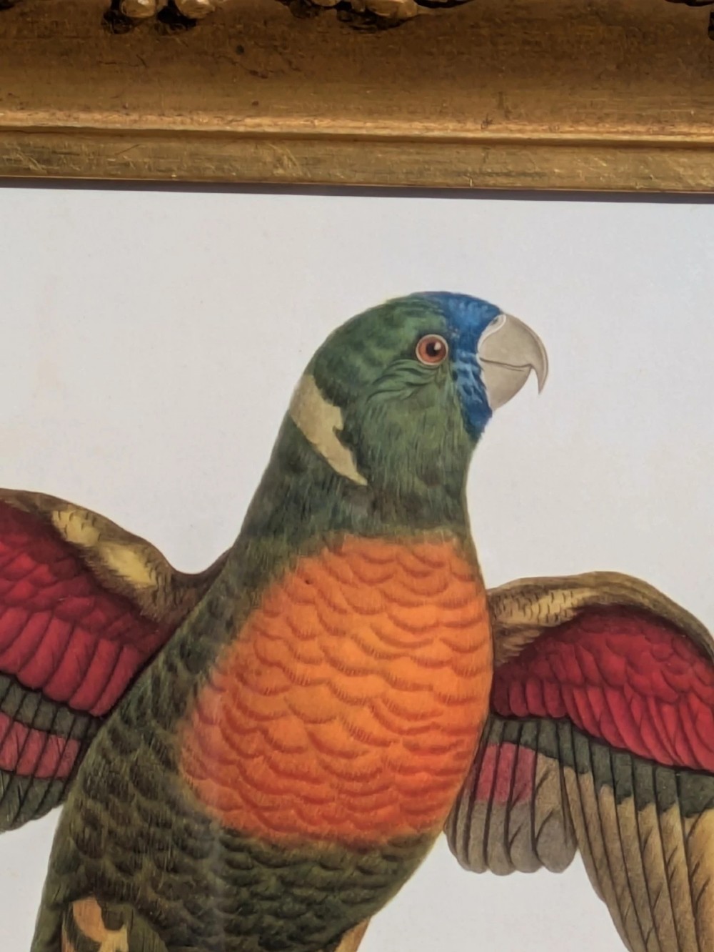 An antique hand-coloured lithograph displaying a colourful blue-faced parrot perched on a branch, framed in an ornate carved gold-gilded frame. View VII