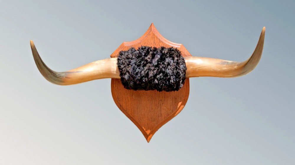 A set of natural polished steer horns mounted horizontally on a shaped oak shield plaque with a dark fur centre band.