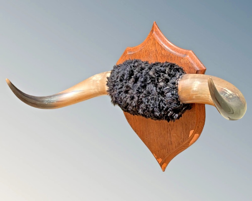 A set of natural polished steer horns mounted horizontally on a shaped oak shield plaque with a dark fur centre band. View II