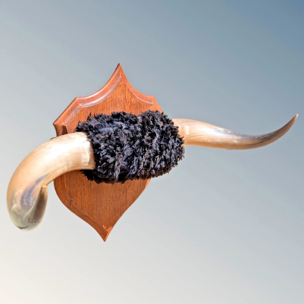 A set of natural polished steer horns mounted horizontally on a shaped oak shield plaque with a dark fur centre band. View III