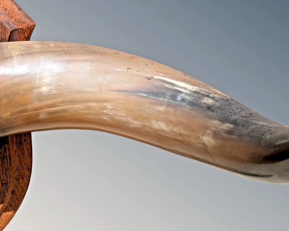 A set of natural polished steer horns mounted horizontally on a shaped oak shield plaque with a dark fur centre band. View IV