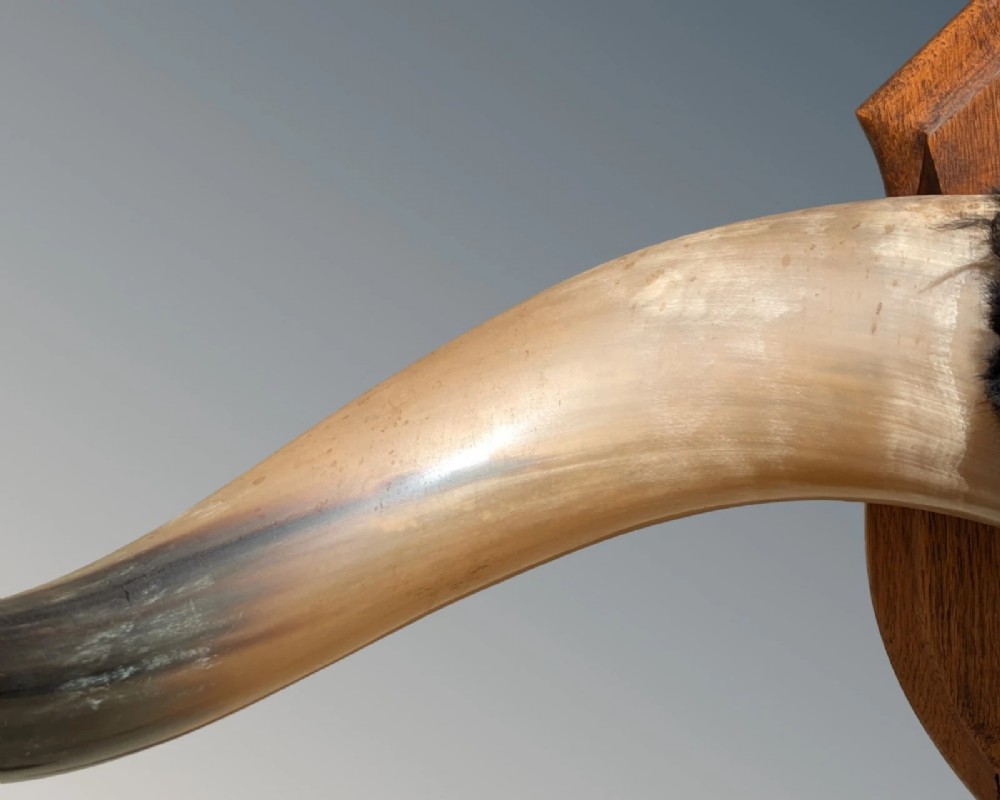 A set of natural polished steer horns mounted horizontally on a shaped oak shield plaque with a dark fur centre band. View V