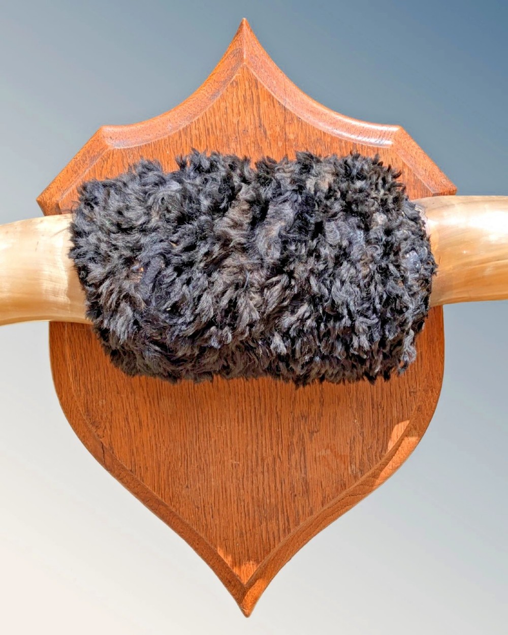 A set of natural polished steer horns mounted horizontally on a shaped oak shield plaque with a dark fur centre band. View VI
