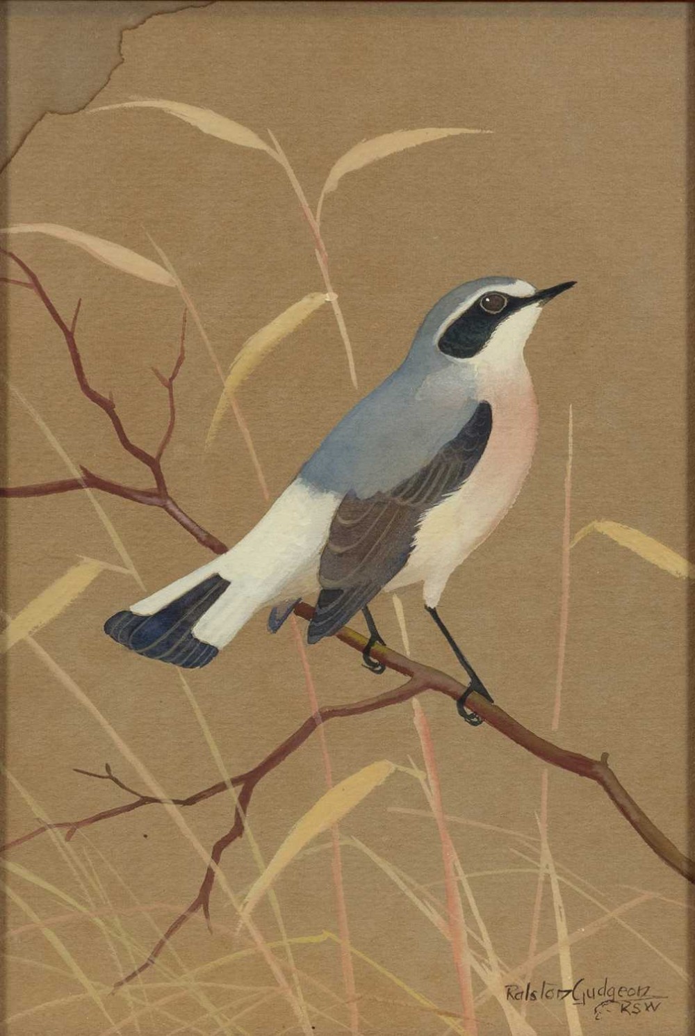 A set of three vertical watercolour paintings on toned paper depicting detailed garden birds perched on delicate branches. View VII