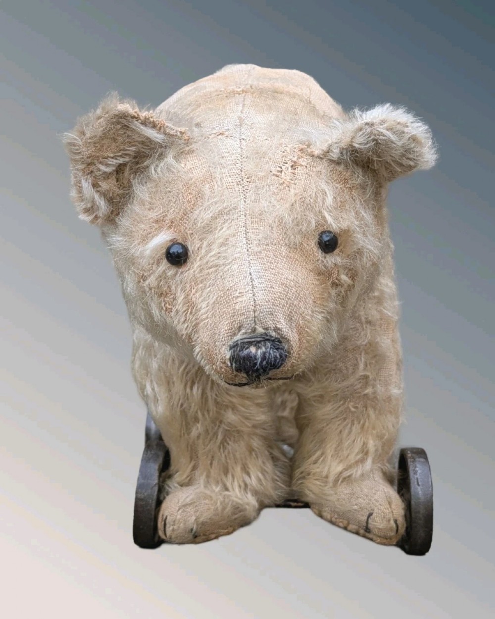 An early twentieth-century off-white mohair Steiff bear standing quadrupedally on four metal wheels. View II