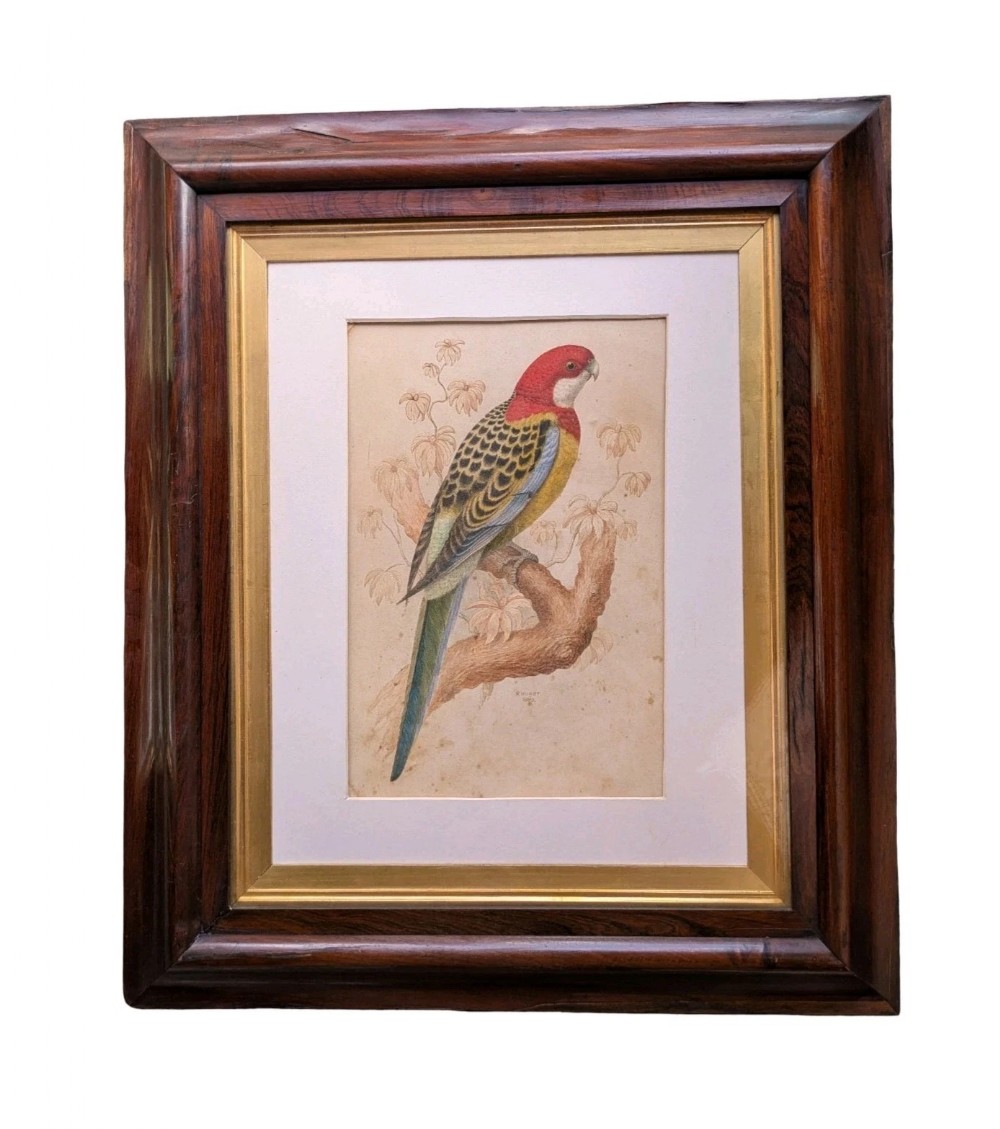A nineteenth-century watercolour painting depicting a red and green Rosella parrot perched on a branch, displayed within a double mount and a dark timber frame with a gold inner slip.