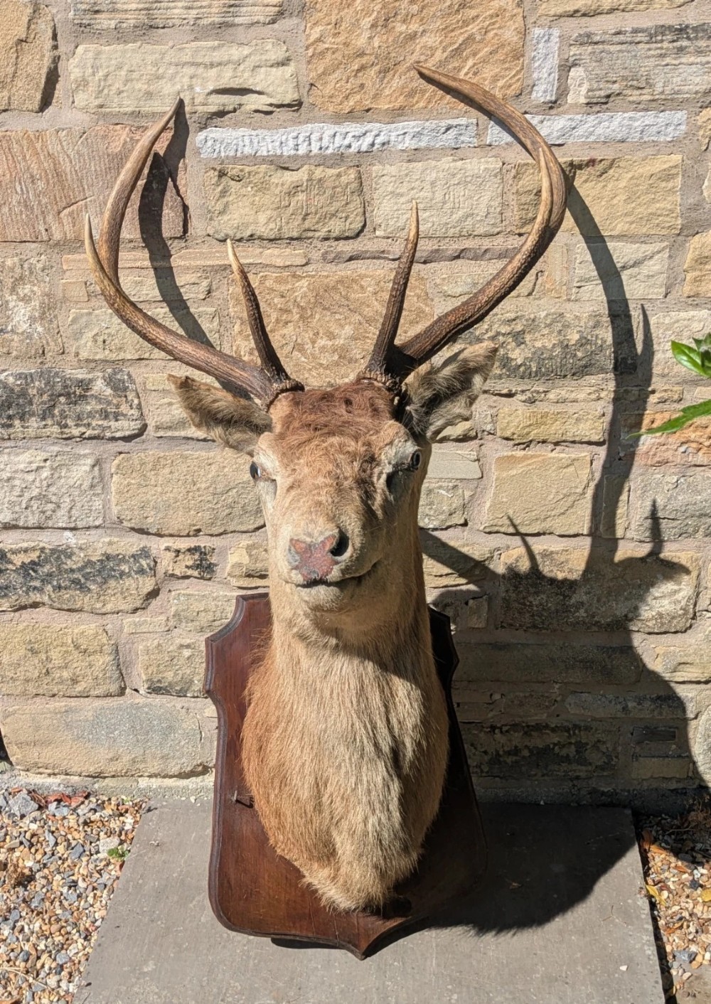 A 19th-century taxidermy stag head with branching antlers, mounted on a dark wooden wall shield.