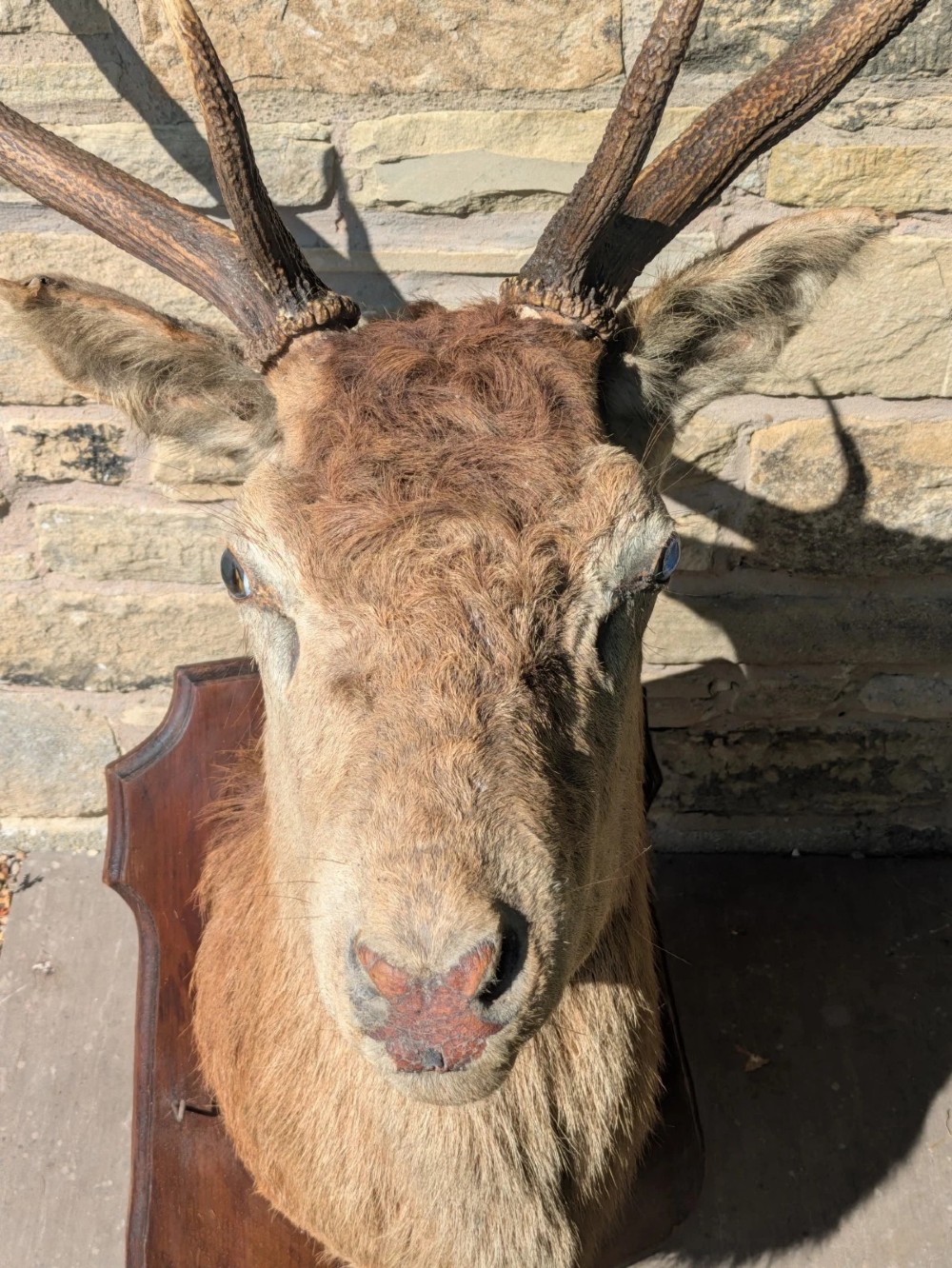 A 19th-century taxidermy stag head with branching antlers, mounted on a dark wooden wall shield. View III