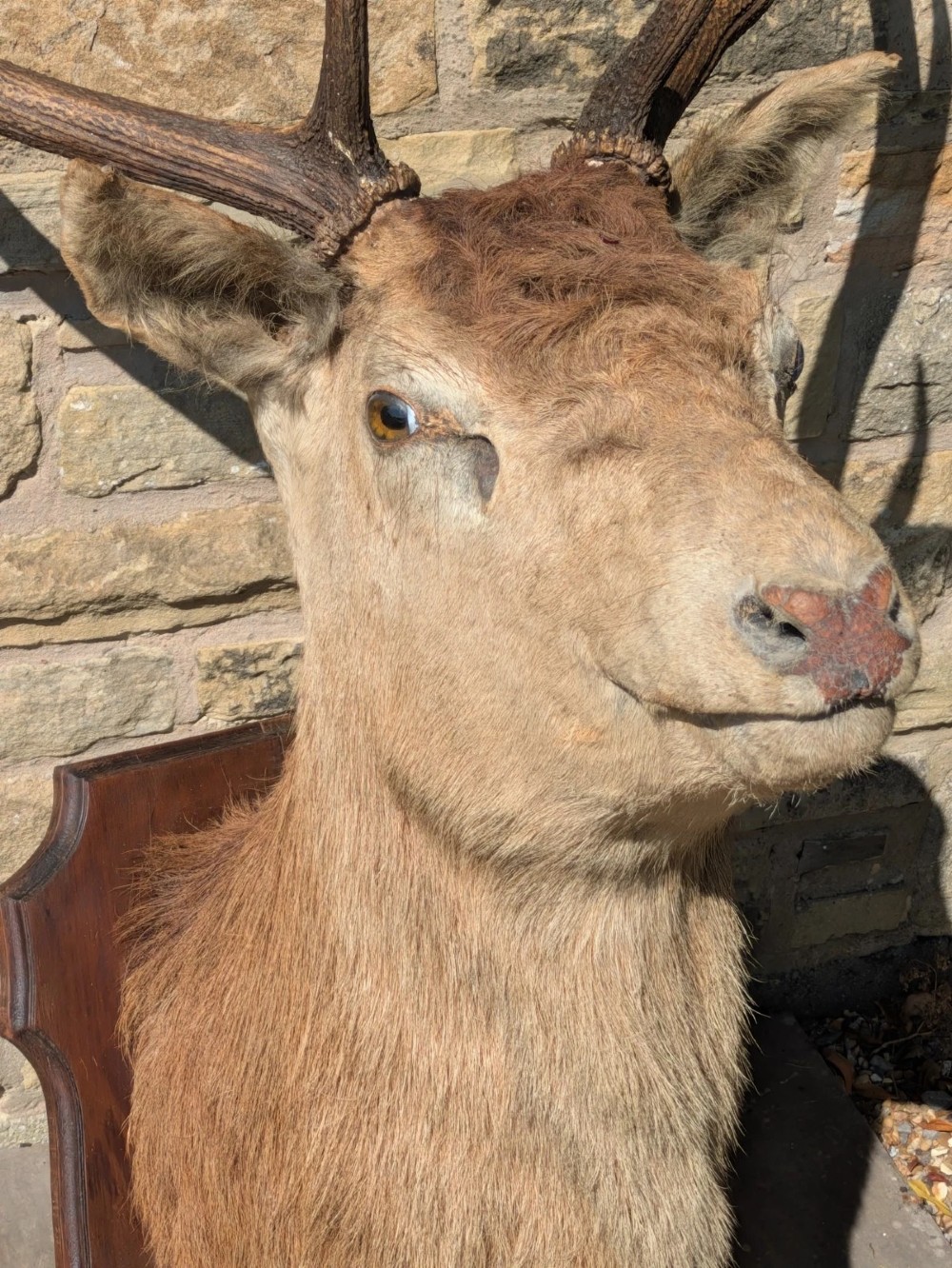 A 19th-century taxidermy stag head with branching antlers, mounted on a dark wooden wall shield. View V