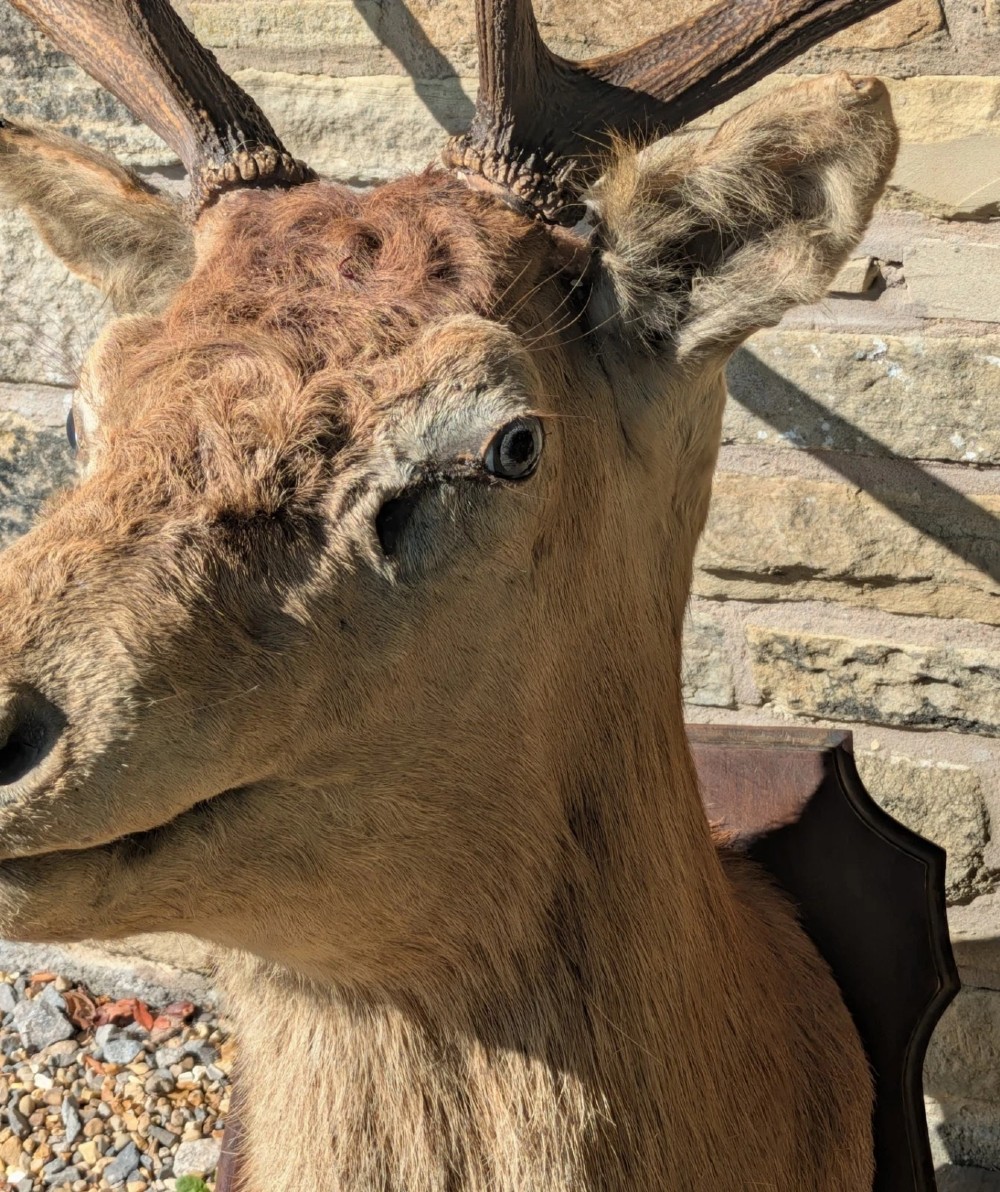 A 19th-century taxidermy stag head with branching antlers, mounted on a dark wooden wall shield. View VI