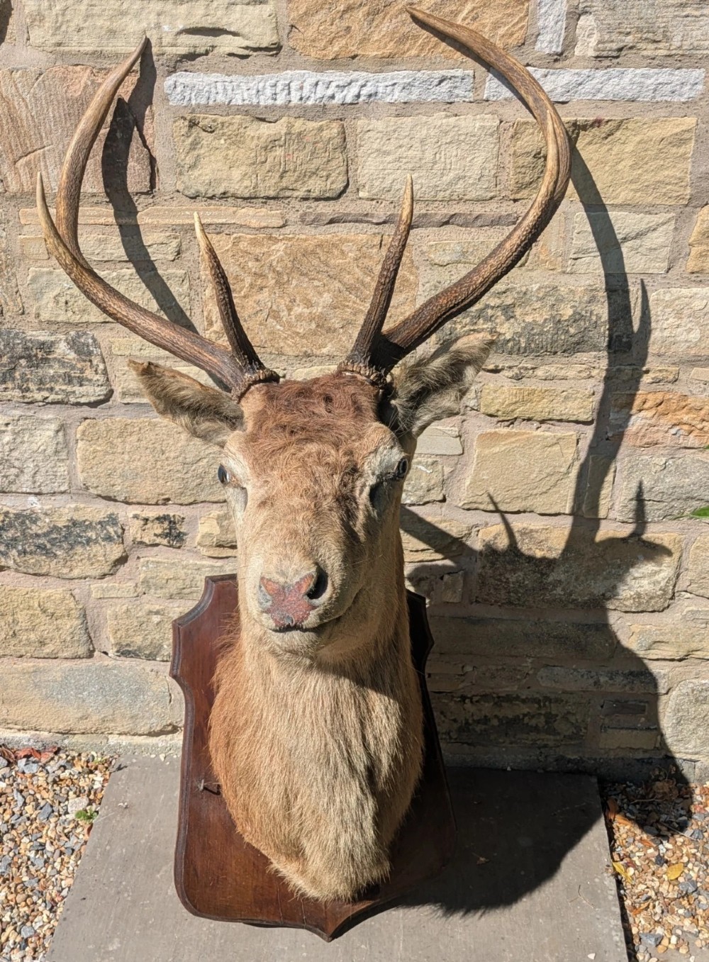A 19th-century taxidermy stag head with branching antlers, mounted on a dark wooden wall shield. View VII