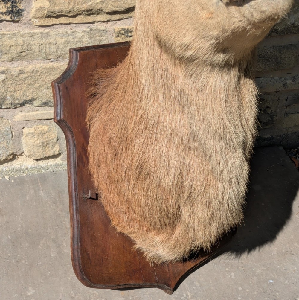 A 19th-century taxidermy stag head with branching antlers, mounted on a dark wooden wall shield. View VIII