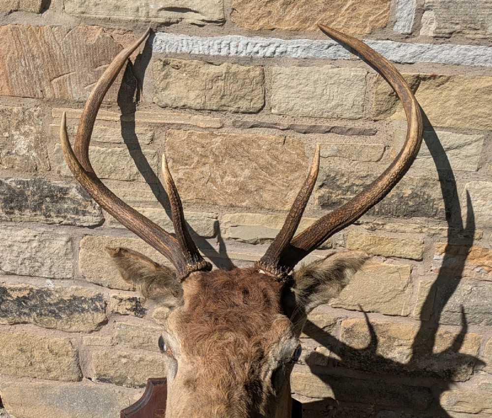 A 19th-century taxidermy stag head with branching antlers, mounted on a dark wooden wall shield. View IX