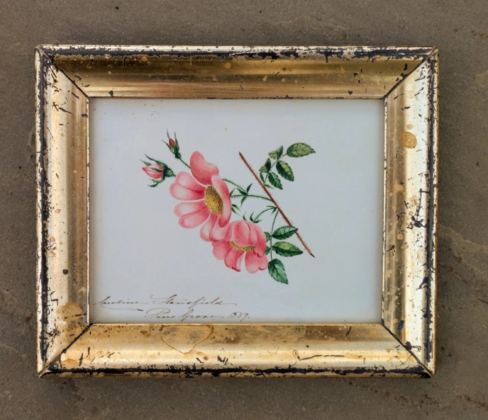An antique 19th-century watercolour botanical study depicting pink wild roses with green leaves, presented in a gilded wooden frame.