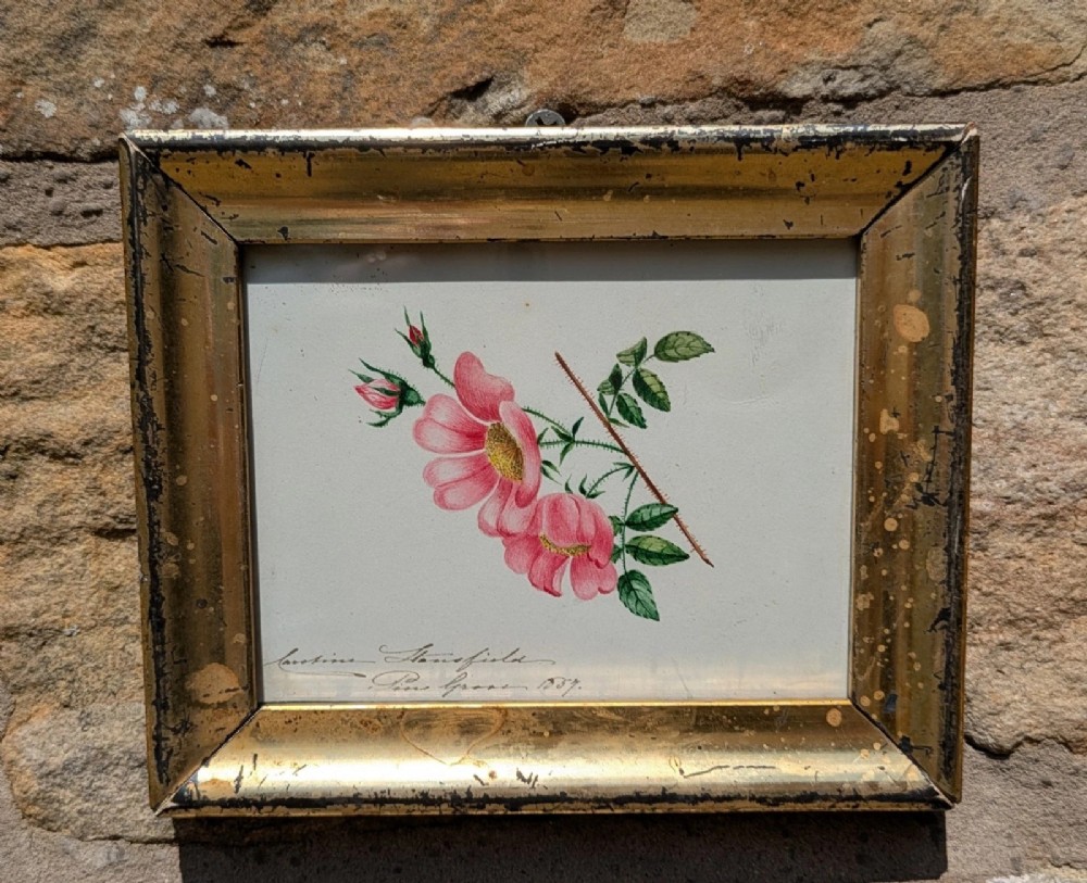 An antique 19th-century watercolour botanical study depicting pink wild roses with green leaves, presented in a gilded wooden frame. View II