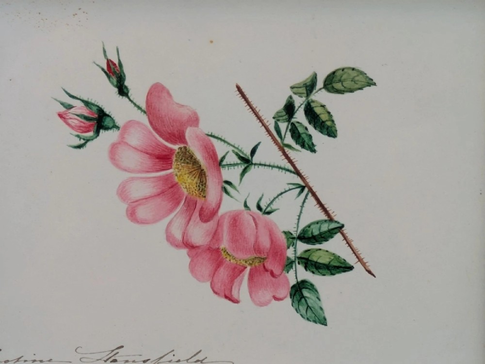An antique 19th-century watercolour botanical study depicting pink wild roses with green leaves, presented in a gilded wooden frame. View III