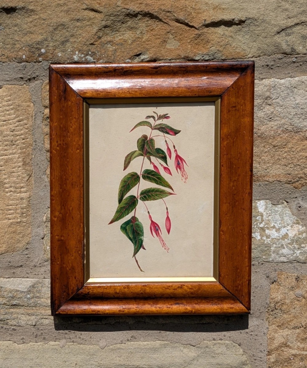 Pretty Botanical Watercolour Fuscia 19th Century