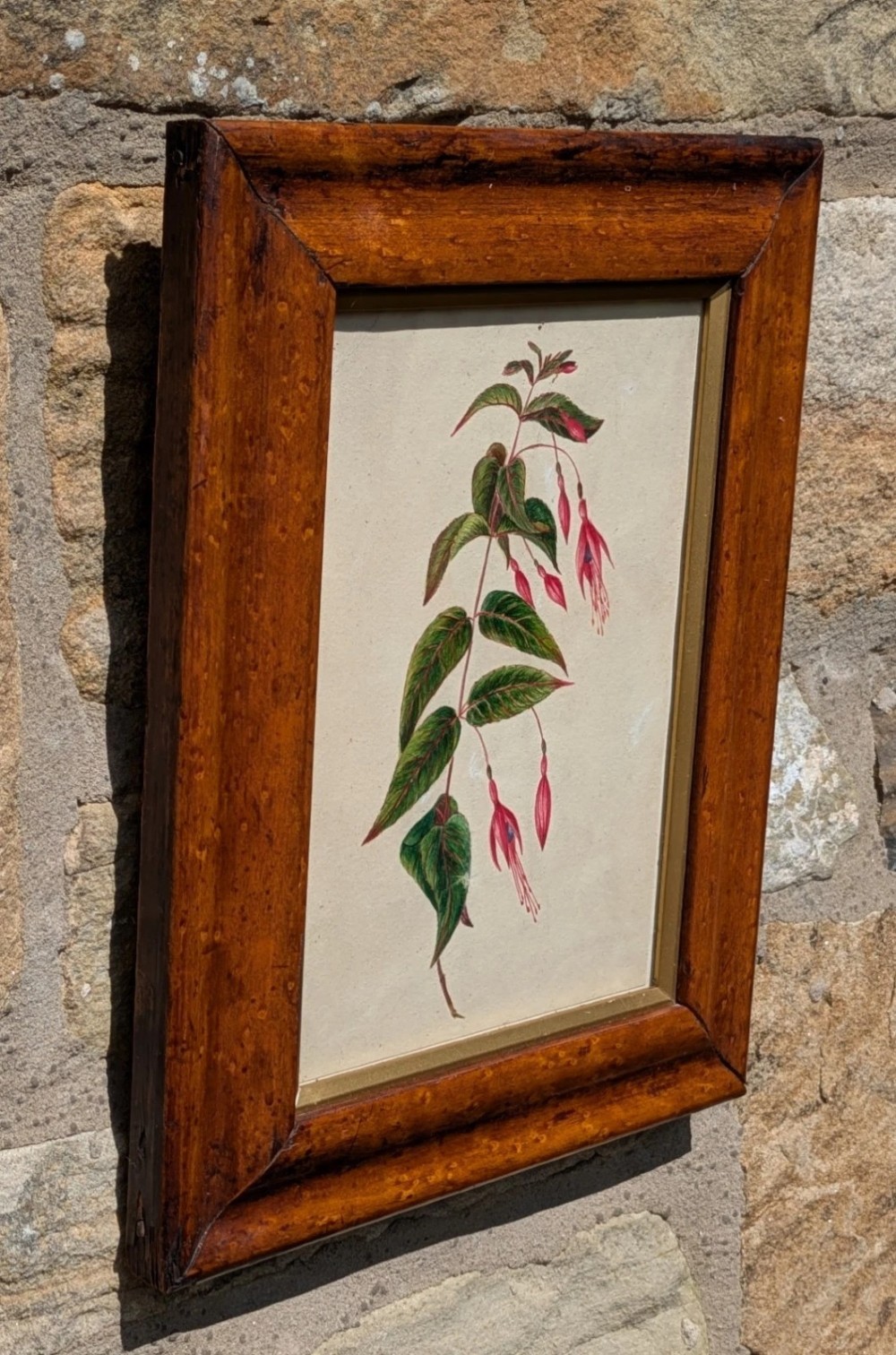A 19th-century botanical watercolour painting depicting a fuchsia stem with green leaves and pink flowers, presented within a polished wooden frame. View II