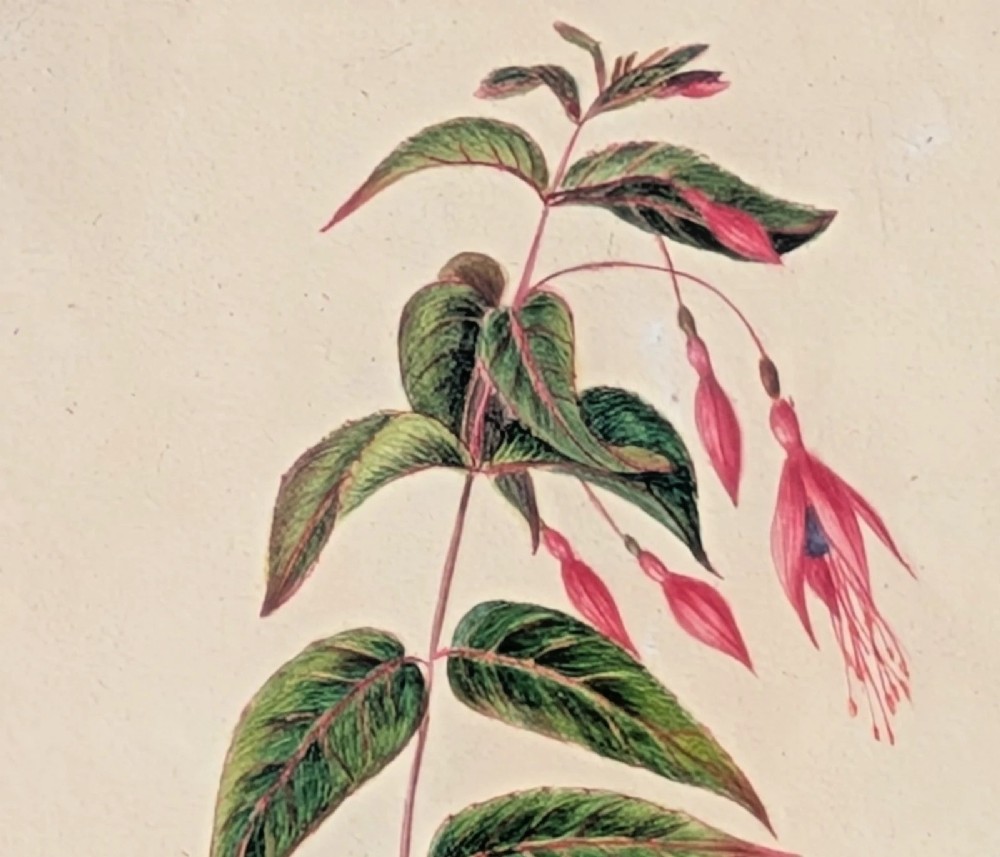 A 19th-century botanical watercolour painting depicting a fuchsia stem with green leaves and pink flowers, presented within a polished wooden frame. View VI