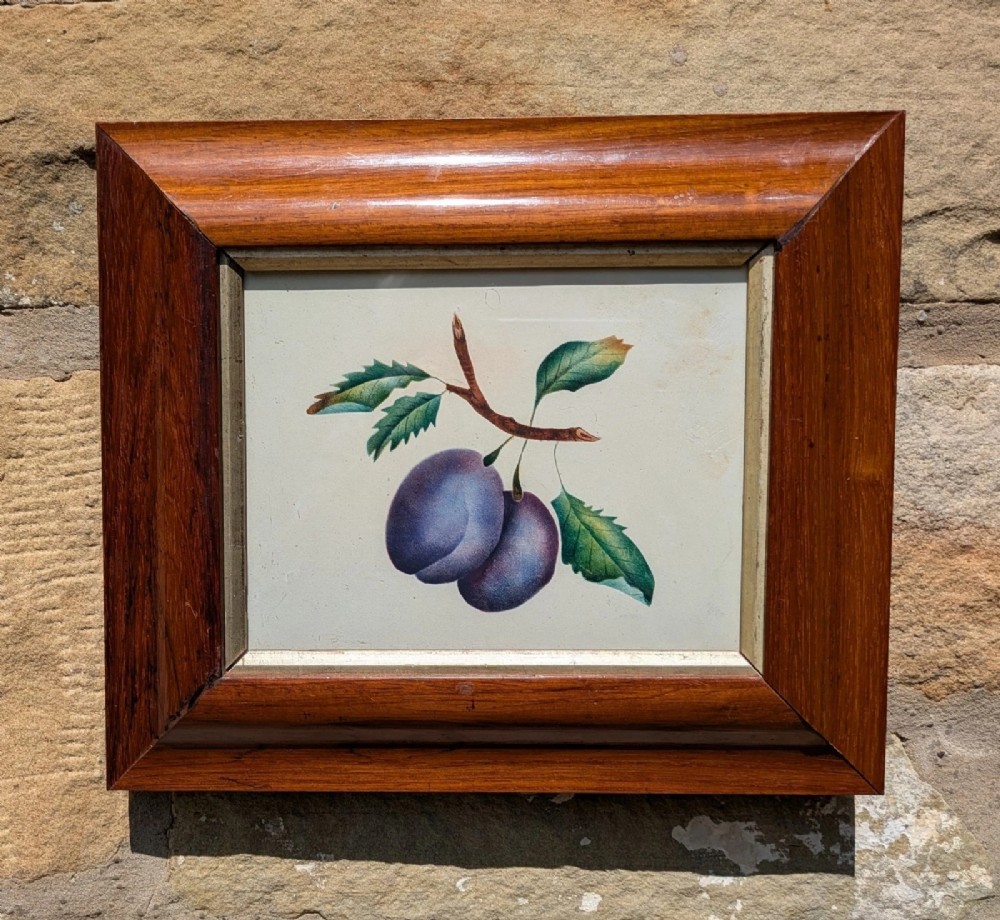 Pretty Botanical Watercolour of Plums Rosewood Frame 19th Century