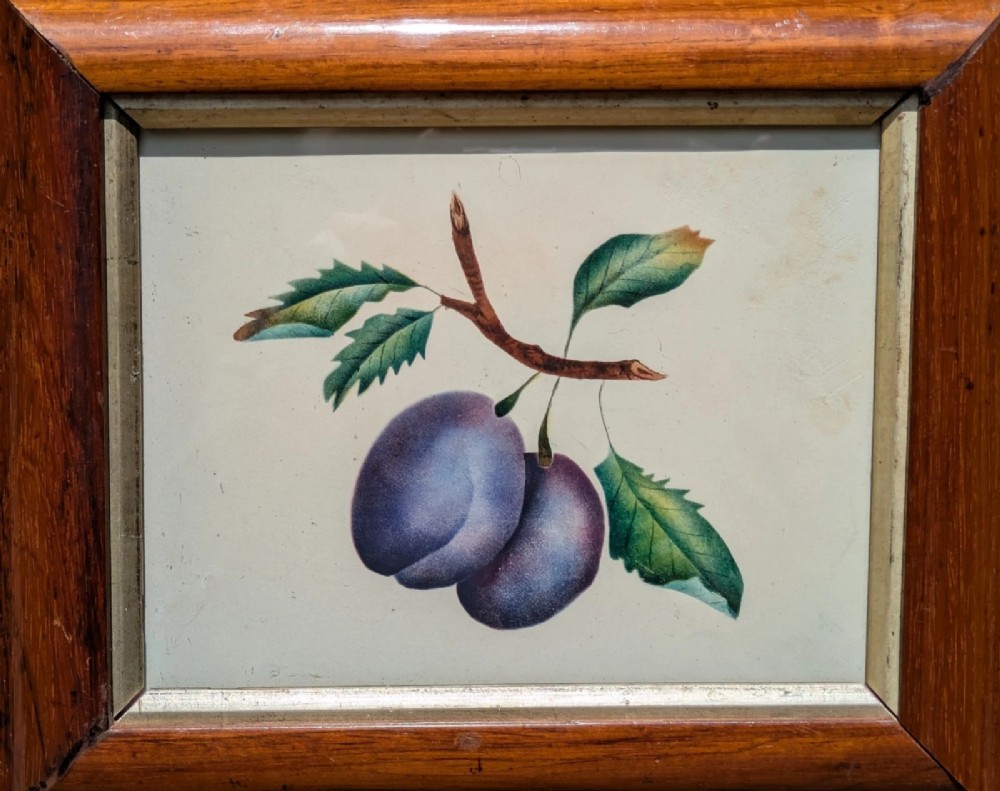 A 19th-century botanical watercolour depicting two purple plums on a leafy twig, housed in a bevelled dark rosewood frame. View V