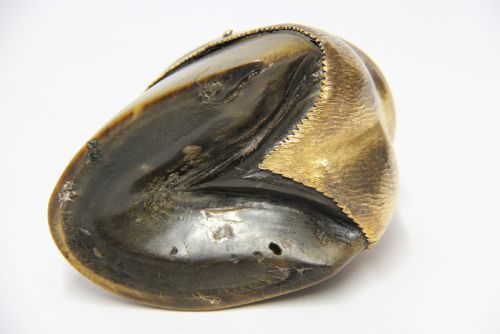 A COUNTRY HOUSE INK WELL IN THE FORM OF A PONY'S HOOF - ADDITIONAL PHOTO 10