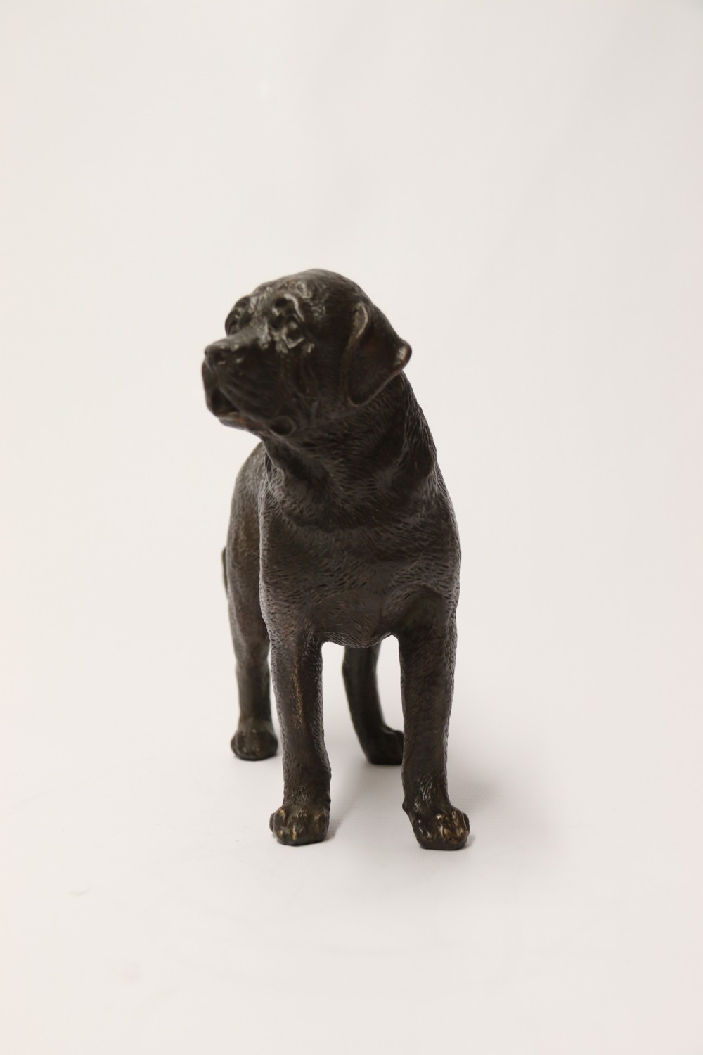 An early 20th century bronze study of a bullmastiff dog. View II