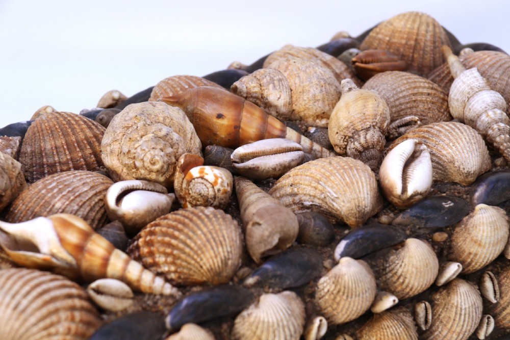 A rectangular folk art box raised on four small feet, fully encrusted with an intricate mosaic of natural sea shells including cockles, cowries, and mussels. View XX