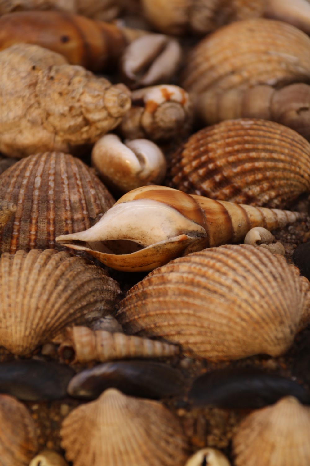 A rectangular folk art box raised on four small feet, fully encrusted with an intricate mosaic of natural sea shells including cockles, cowries, and mussels. View XXVI