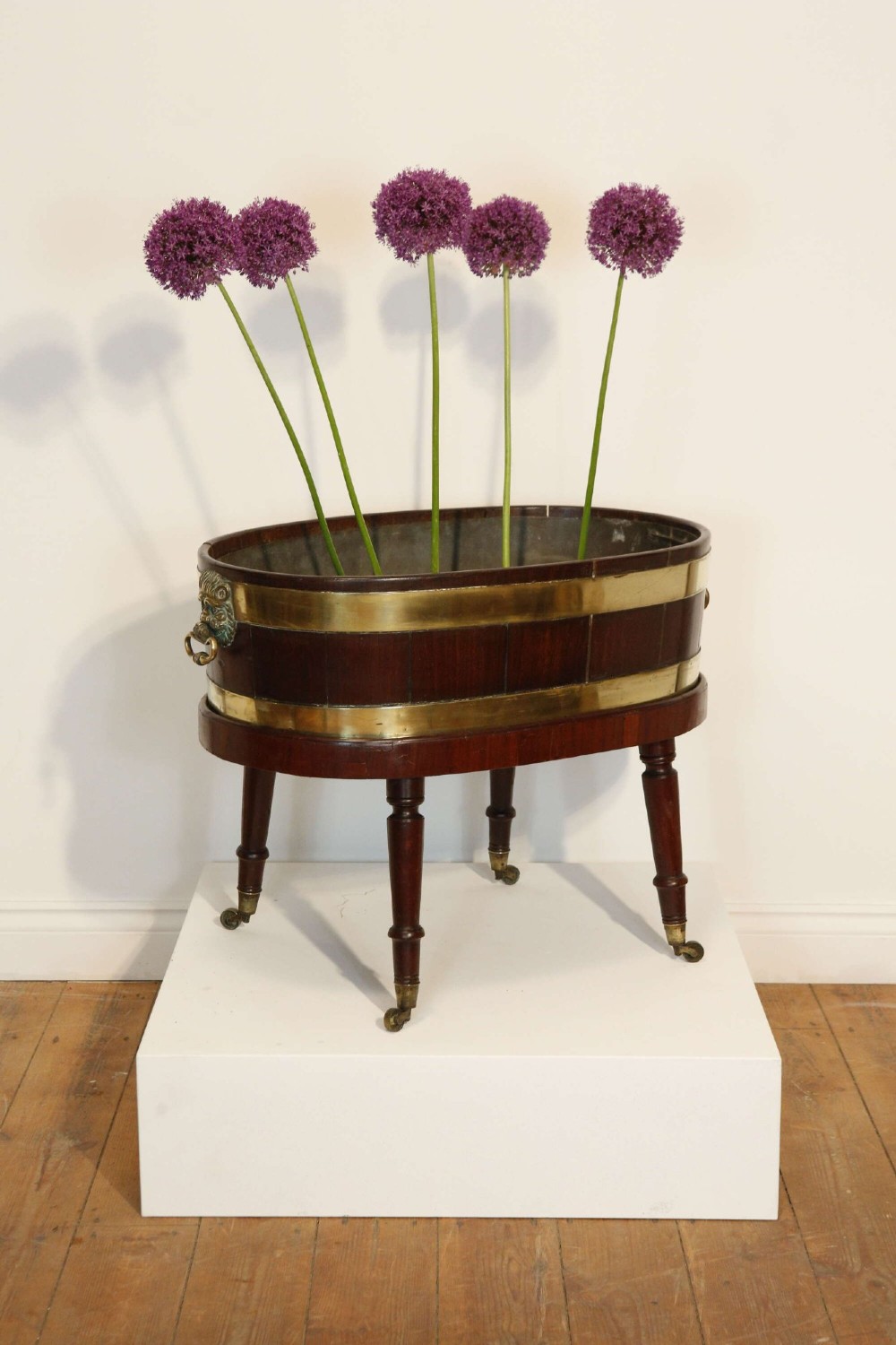 An oval mahogany wine cooler featuring twin brass binding, lion mask ring handles, tapered turned legs with brass castors, and a zinc liner.