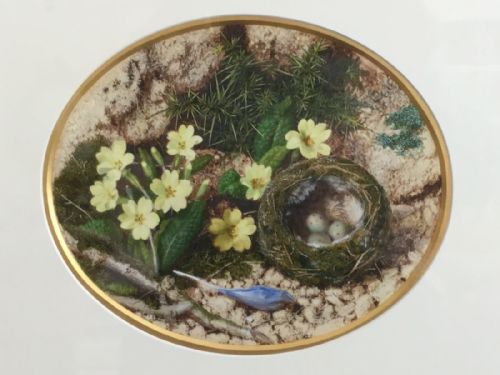 john sherrin watercolour 'birds nest with primroses' - CATEGORY: ANTIQUE ART - DATED 19TH CENTURY
