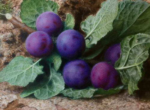 JOHN SHERRIN WATERCOLOUR STILL LIFE OF PLUMS AND AN APPLE - ADDITIONAL PHOTO 2