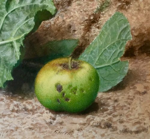 JOHN SHERRIN WATERCOLOUR STILL LIFE OF PLUMS AND AN APPLE - ADDITIONAL PHOTO 3