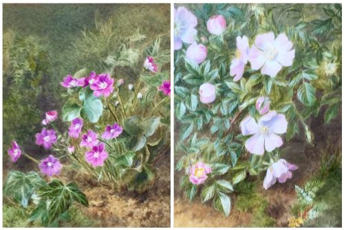 pair watercolours by marian emma chase british wild flowers - CATEGORY: ANTIQUE ART - DATED 19TH CENTURY