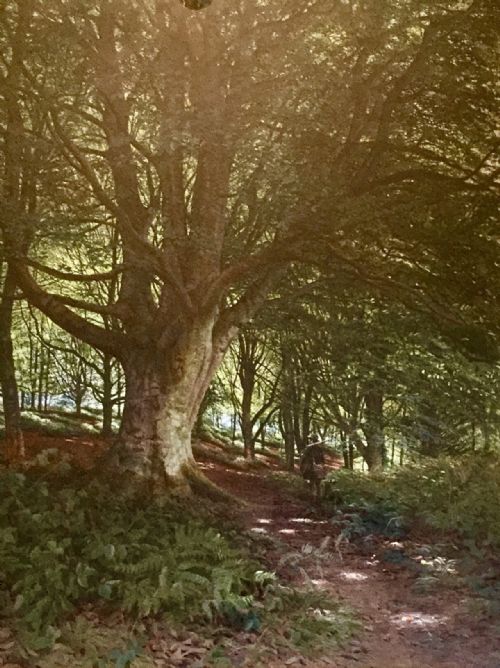 bonomi edward warren watercolour woodland path with gamekeeper and dog - CATEGORY: ANTIQUE ART - DATED VICTORIAN