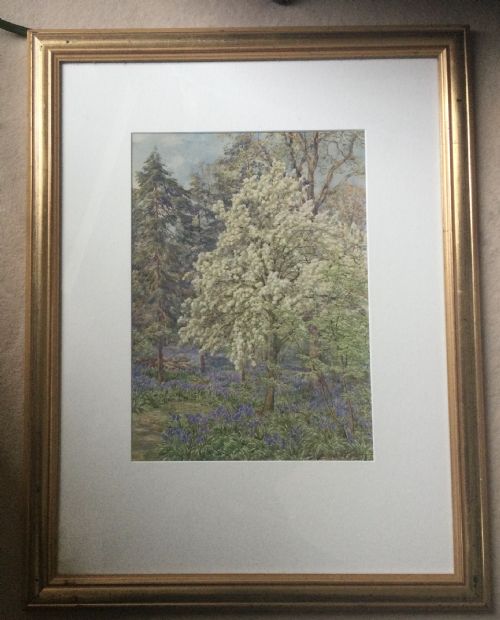 BEATRICE PARSONS WATERCOLOUR BLOSSOM AND BLUEBELLS IN A HERTFORDSHIRE WOOD - ADDITIONAL PHOTO 1