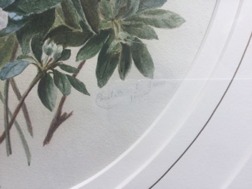 CHARLOTTE ISA JAMES WATERCOLOUR AZALEA FLOWERS - ADDITIONAL PHOTO 2